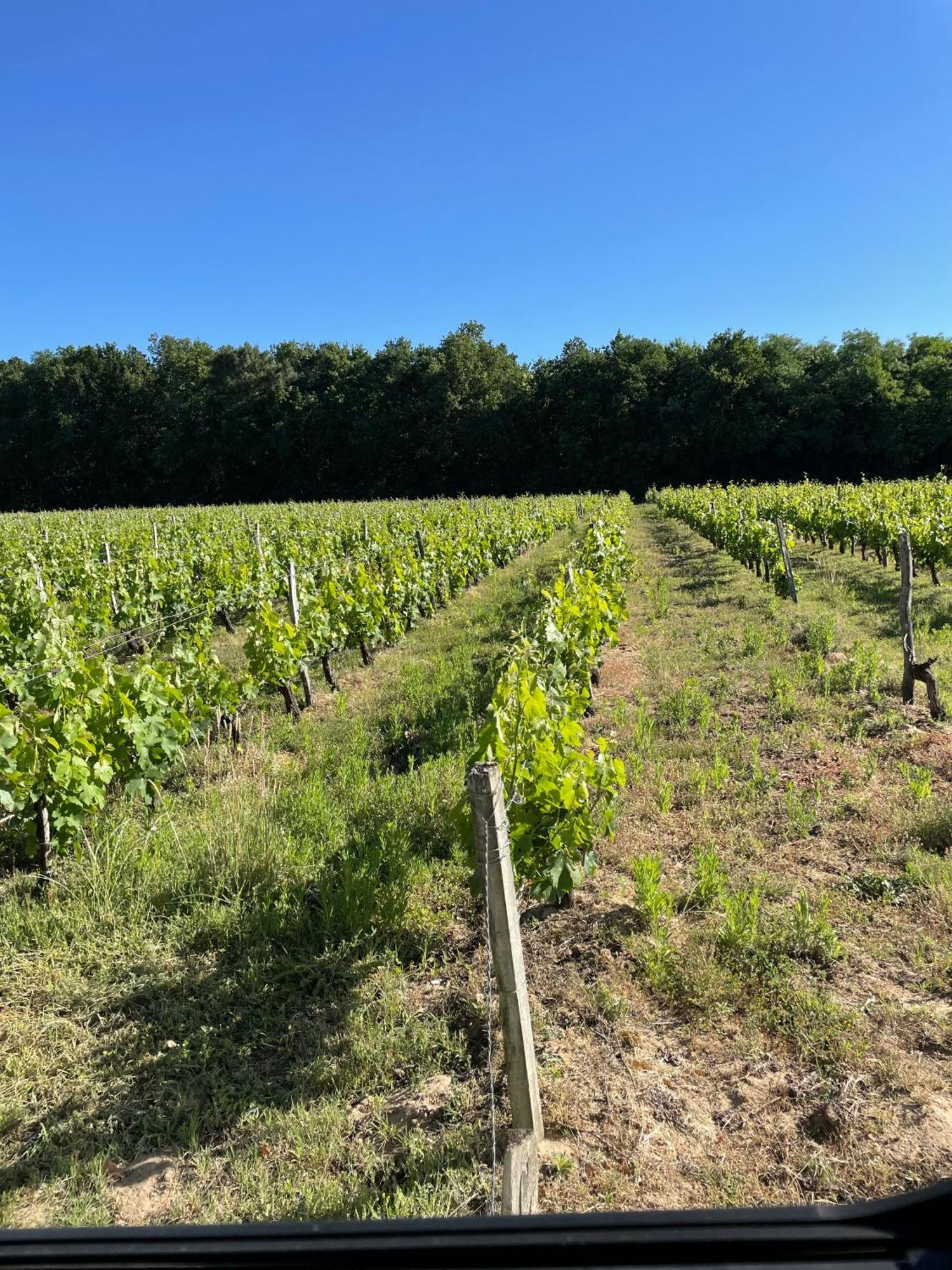 Lesparre-Médoc Domaine Des Quatre Terres 빌라 외부 사진